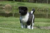AKITA AMERICAIN 421